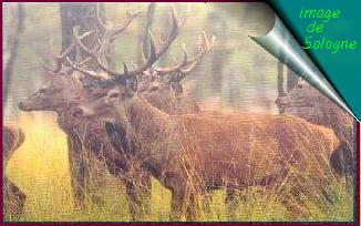 Photo de Cerfs